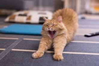 猫の生き方から学ぶ『人生の教訓』5選　見習いたい考え方や心が軽くなるヒント