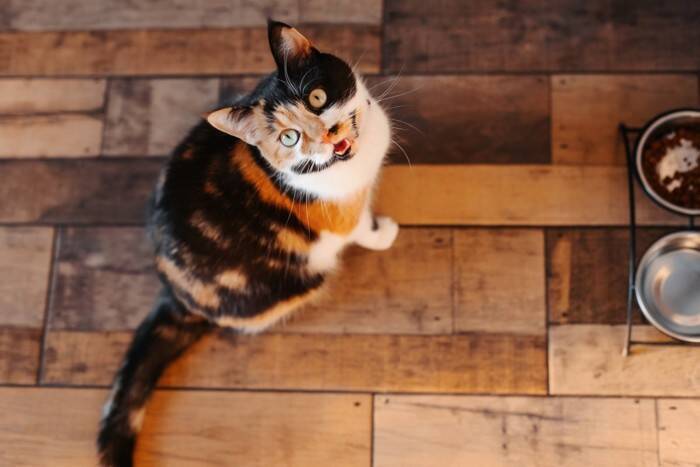 猫の生き方から学ぶ『人生の教訓』5選　見習いたい考え方や心が軽くなるヒント