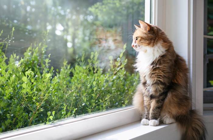 猫の生き方から学ぶ『人生の教訓』5選　見習いたい考え方や心が軽くなるヒント