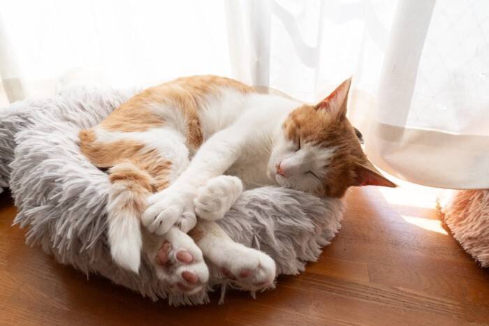 猫の生き方から学ぶ『人生の教訓』5選　見習いたい考え方や心が軽くなるヒント