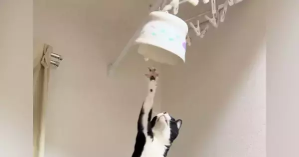 ごはんの器を取ろうと『トースターの上に乗った猫』を見ていると…あまりにも予想外な展開が37万再生「一回見てくるの可愛いｗ」「声出たｗ」