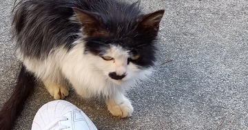 目つきの鋭いガリガリの野良猫を保護→愛情を注いだ結果…見違えるほどの『ビフォーアフター』に感動の声「別の猫みたい」「すごい美猫ちゃん」