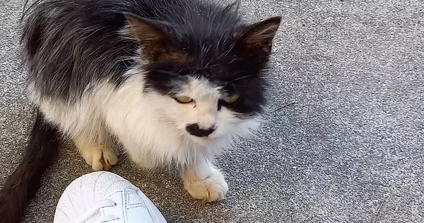 目つきの鋭いガリガリの野良猫を保護→愛情を注いだ結果…見違えるほどの『ビフォーアフター』に感動の声「別の猫みたい」「すごい美猫ちゃん」