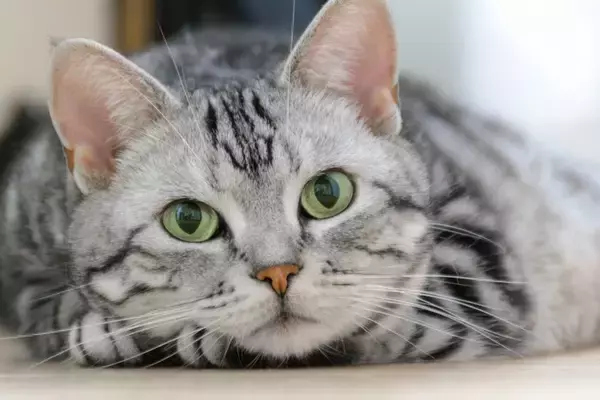 愛猫の『幸福度』を見極めるためのポイント4つ　日常に表れる幸せサインから満足感を高めるコツまで