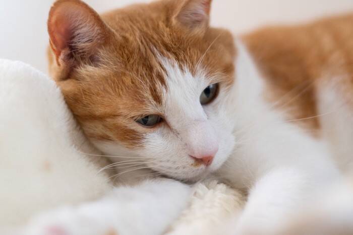 愛猫の『幸福度』を見極めるためのポイント4つ　日常に表れる幸せサインから満足感を高めるコツまで