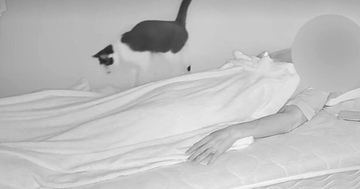 ベッドの上をのんびり歩いていた猫→飼い主の『手が動いた』次の瞬間…笑ってしまう反応が37万再生「相当びっくりしてる」「見事」