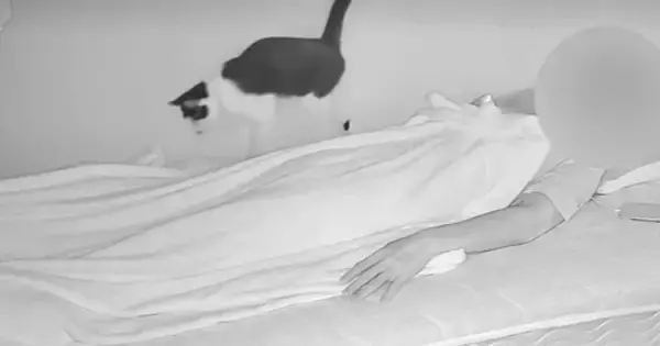 ベッドの上をのんびり歩いていた猫→飼い主の『手が動いた』次の瞬間…笑ってしまう反応が37万再生「相当びっくりしてる」「見事」