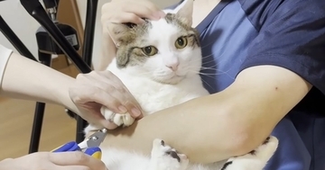 家族で協力して『猫の爪切り』をした結果…微笑ましすぎる光景に「みんな控えめな抵抗でかわいい」「平和やｗ」と癒される人が続出