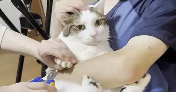 家族で協力して『猫の爪切り』をした結果…微笑ましすぎる光景に「みんな控えめな抵抗でかわいい」「平和やｗ」と癒される人が続出