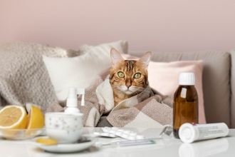 猫が『季節の変化』で起こすトラブル3選　どんな影響が表れる？注意すべきこととは