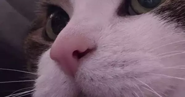 『猫が薬を飲んだ』と思っていたら…『顔』をよく見ると→思わず笑ってしまう光景に15万いいね「フフフ、バレテニャイ」「プロだ」