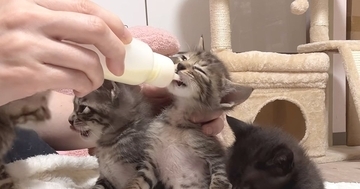 元気に遊んでいた子猫たち→順番に『ミルク』をあげると…尊すぎる光景に「最高に可愛くて幸せｗ」「本当に心が癒される」と9万再生