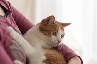 「どうかこの子との暮らしを楽しんで」亡き飼い主の「最後の手紙」が、臆病な猫を幸せへと導いた　米国