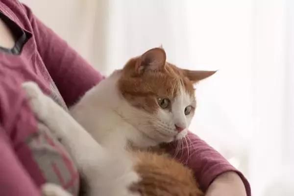 「どうかこの子との暮らしを楽しんで」亡き飼い主の「最後の手紙」が、臆病な猫を幸せへと導いた　米国