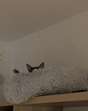 飼い主が『行ってくるね～』と言ったら、猫が……まさかのお見送りの様子が可愛すぎると154万表示「猛烈に可愛い」「一日頑張れるね」の声