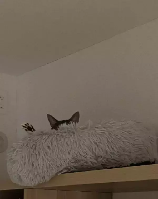 飼い主が『行ってくるね～』と言ったら、猫が……まさかのお見送りの様子が可愛すぎると154万表示「猛烈に可愛い」「一日頑張れるね」の声