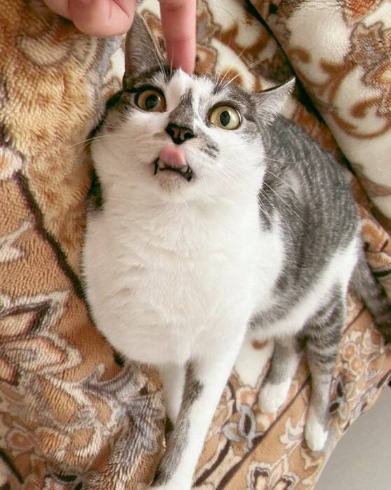 飼い主が『行ってくるね～』と言ったら、猫が……まさかのお見送りの様子が可愛すぎると154万表示「猛烈に可愛い」「一日頑張れるね」の声