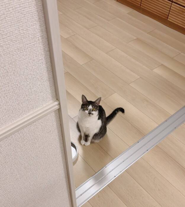 飼い主が『行ってくるね～』と言ったら、猫が……まさかのお見送りの様子が可愛すぎると154万表示「猛烈に可愛い」「一日頑張れるね」の声