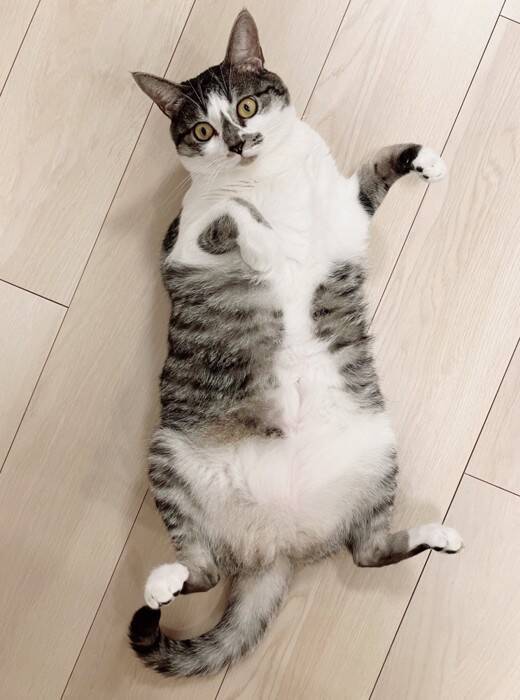 飼い主が『行ってくるね～』と言ったら、猫が……まさかのお見送りの様子が可愛すぎると154万表示「猛烈に可愛い」「一日頑張れるね」の声