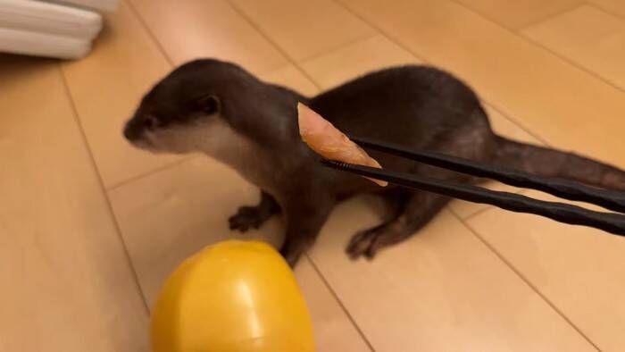 世界で5番目に臭い『くさや』を猫とカワウソに嗅がせた結果…まさかの想定外のリアクションに爆笑！「大興奮ｗ」「プチパニック…ｗ」の声