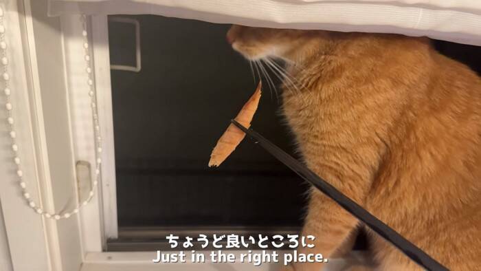 世界で5番目に臭い『くさや』を猫とカワウソに嗅がせた結果…まさかの想定外のリアクションに爆笑！「大興奮ｗ」「プチパニック…ｗ」の声