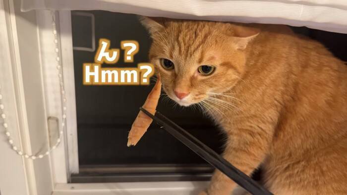 世界で5番目に臭い『くさや』を猫とカワウソに嗅がせた結果…まさかの想定外のリアクションに爆笑！「大興奮ｗ」「プチパニック…ｗ」の声