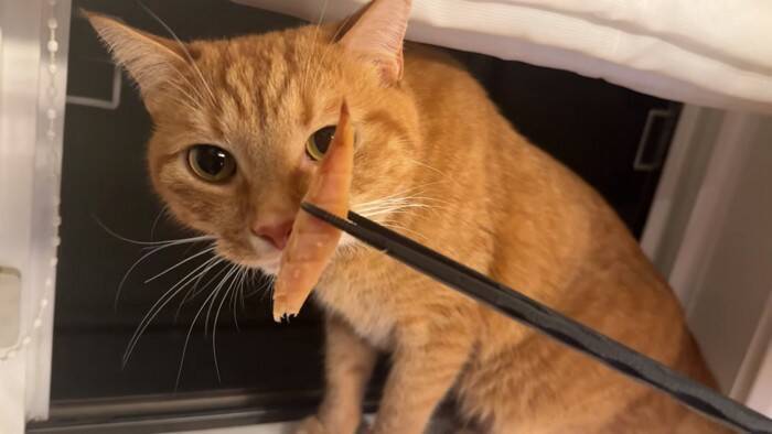 世界で5番目に臭い『くさや』を猫とカワウソに嗅がせた結果…まさかの想定外のリアクションに爆笑！「大興奮ｗ」「プチパニック…ｗ」の声