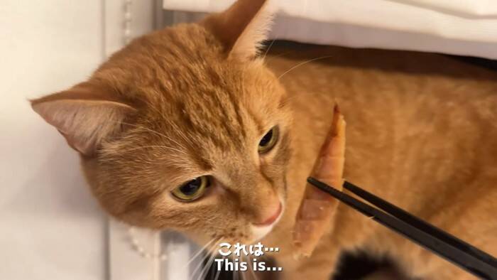 世界で5番目に臭い『くさや』を猫とカワウソに嗅がせた結果…まさかの想定外のリアクションに爆笑！「大興奮ｗ」「プチパニック…ｗ」の声