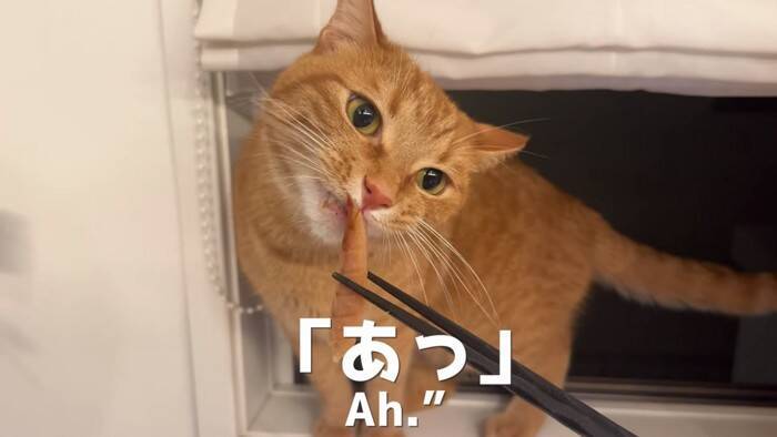 世界で5番目に臭い『くさや』を猫とカワウソに嗅がせた結果…まさかの想定外のリアクションに爆笑！「大興奮ｗ」「プチパニック…ｗ」の声