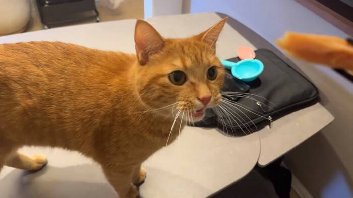 世界で5番目に臭い『くさや』を猫とカワウソに嗅がせた結果…まさかの想定外のリアクションに爆笑！「大興奮ｗ」「プチパニック…ｗ」の声