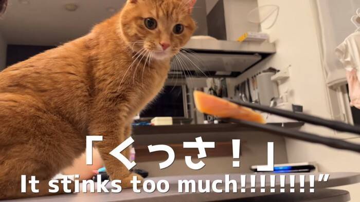 世界で5番目に臭い『くさや』を猫とカワウソに嗅がせた結果…まさかの想定外のリアクションに爆笑！「大興奮ｗ」「プチパニック…ｗ」の声