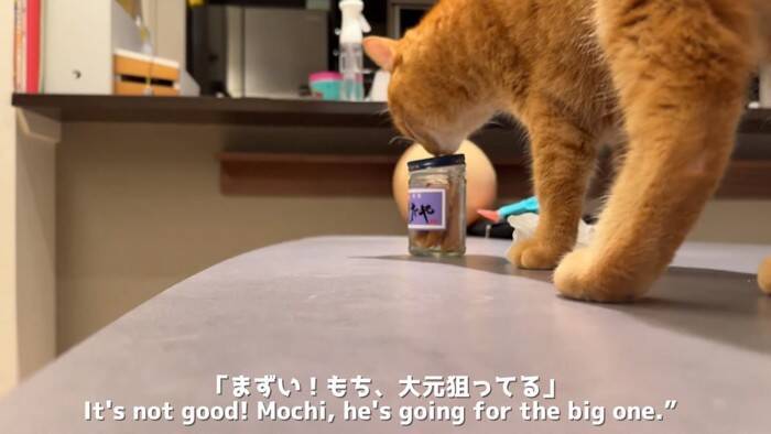 世界で5番目に臭い『くさや』を猫とカワウソに嗅がせた結果…まさかの想定外のリアクションに爆笑！「大興奮ｗ」「プチパニック…ｗ」の声