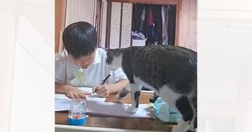お兄ちゃんのことが大好きすぎるネコ…勉強中に見せた『まさかの行動』が400万再生「なんて可愛いんでしょうｗ」「ほのぼのして良いな」と絶賛