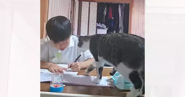 お兄ちゃんのことが大好きすぎるネコ…勉強中に見せた『まさかの行動』が400万再生「なんて可愛いんでしょうｗ」「ほのぼのして良いな」と絶賛