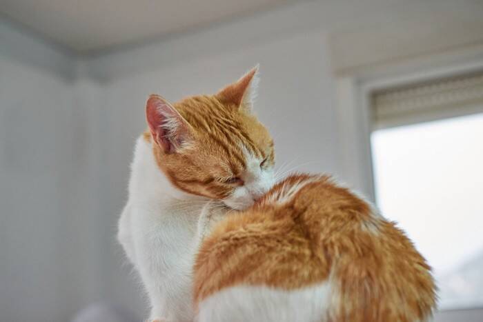 猫の体に『白い粉』が現れる原因5つ　病気の可能性も？予防法まで解説