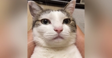 お薬を飲んだ猫に『がんばった！』と言ったら…思わず耳を疑った『まさかの返事』が158万再生「ニャンじゃないｗ」「真似してるのかなｗ」