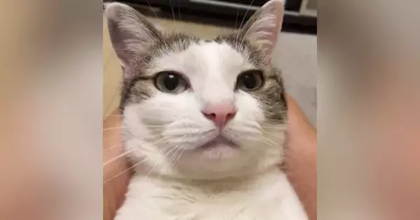 お薬を飲んだ猫に『がんばった！』と言ったら…思わず耳を疑った『まさかの返事』が158万再生「ニャンじゃないｗ」「真似してるのかなｗ」