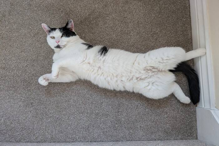 猫があなたに『ごめんなさい』と伝えているサイン5選　意外な仕草に気持ちが表れている？