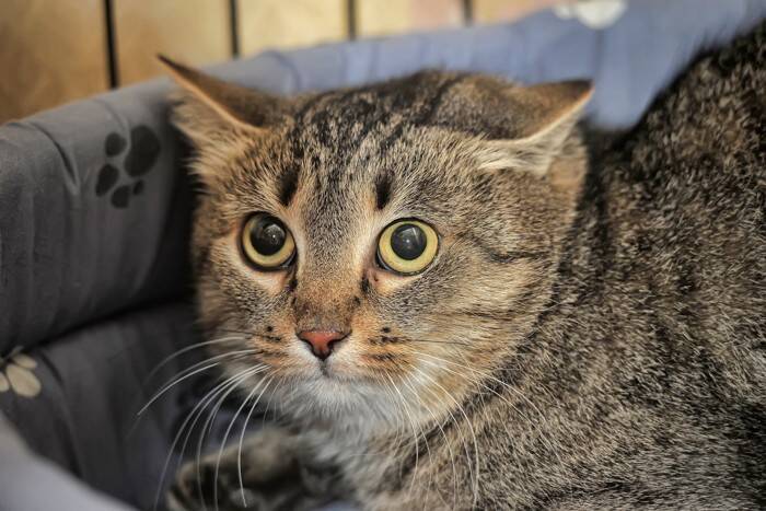 猫があなたに『ごめんなさい』と伝えているサイン5選　意外な仕草に気持ちが表れている？