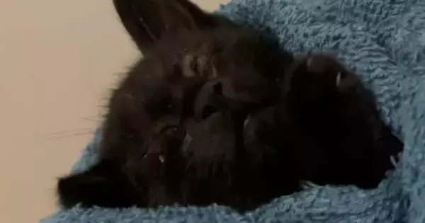 保護子猫に目薬をさそうとしたら→眠気に襲われたようで…『尊すぎる光景』が39万再生「とんでもない破壊力」「自分が守らないとってなるね」