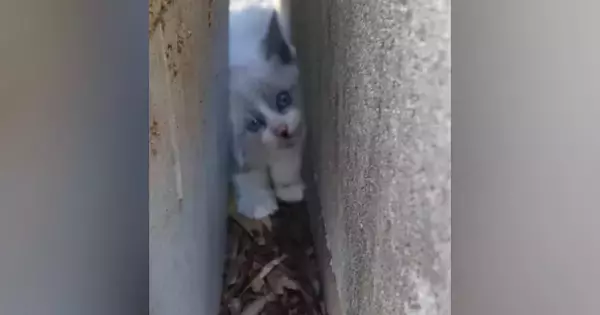 コンクリートの隙間にいた『やせ細った子猫』を保護→愛情を注いだ結果…劇的な"変化"に４万いいね「立派になってて涙」「別の猫みたい」