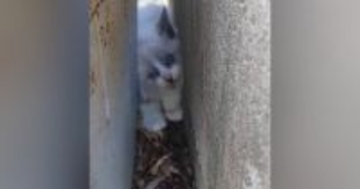 コンクリートの隙間にいた『やせ細った子猫』を保護→愛情を注いだ結果…劇的な"変化"に４万いいね「立派になってて涙」「別の猫みたい」