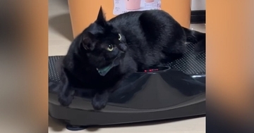 猫が『ブルブルマシン』の上でおしゃべりし始めた結果…まさかの光景に『201万いいね』の大反響「ヤギみたいｗ」「まるでおばけ」