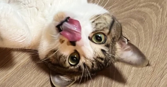 キャットシッターから送られてきた『愛猫の様子』を確認→怖がっているかと思いきや…まさかの光景に「最高ｗｗ」「嫉妬しちゃうねｗ」と爆笑の声