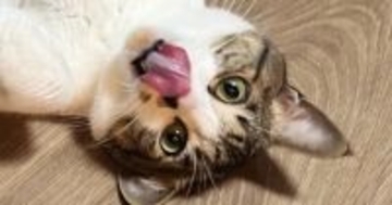 キャットシッターから送られてきた『愛猫の様子』を確認→怖がっているかと思いきや…まさかの光景に「最高ｗｗ」「嫉妬しちゃうねｗ」と爆笑の声