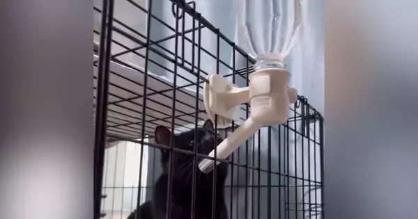 水を飲むと泡が出ることに気づいた黒猫…『まさかの行動』が可愛すぎると２万いいね「ずっと見ていられる」「気づくの賢いｗ」と話題