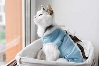 『不妊手術を受けた猫』に表れる変化4選　どんな影響があるの？気を付けるべきポイントまで