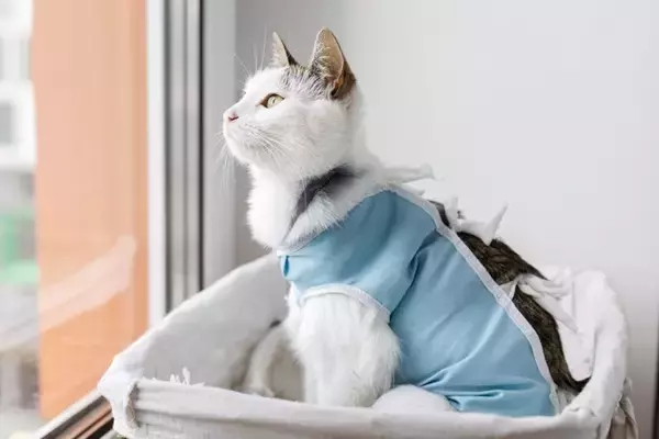 『不妊手術を受けた猫』に表れる変化4選　どんな影響があるの？気を付けるべきポイントまで