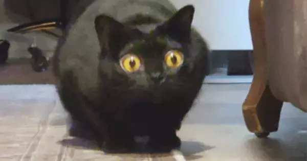 ターゲットをロックオンした黒猫→次の瞬間、目が信じられないほど大きく変化して…想像を超える光景に「目が本当にすごい」「AIかと思った」