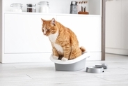 猫をガッカリさせてしまう『トイレ環境』4選　健康を損なう危険性も？改善のポイントまで解説